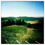 Youngberg Hill Vineyard