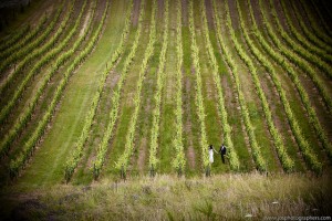 Wine country wedding